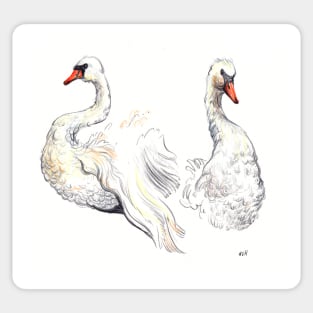 Two White Swans Sticker